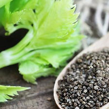 Celery Seed