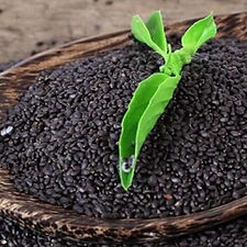 Basil Seeds