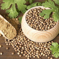 Coriander