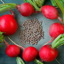 Fresh Radish Seeds ( بذر الفجل )