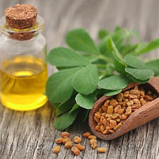 Fenugreek Oil